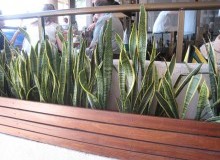 Kwikfynd Indoor Planting
quiera