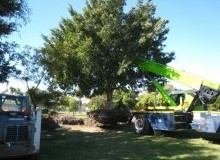 Kwikfynd Tree Management Services
quiera