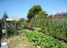 Kwikfynd Vegetable Gardens
quiera